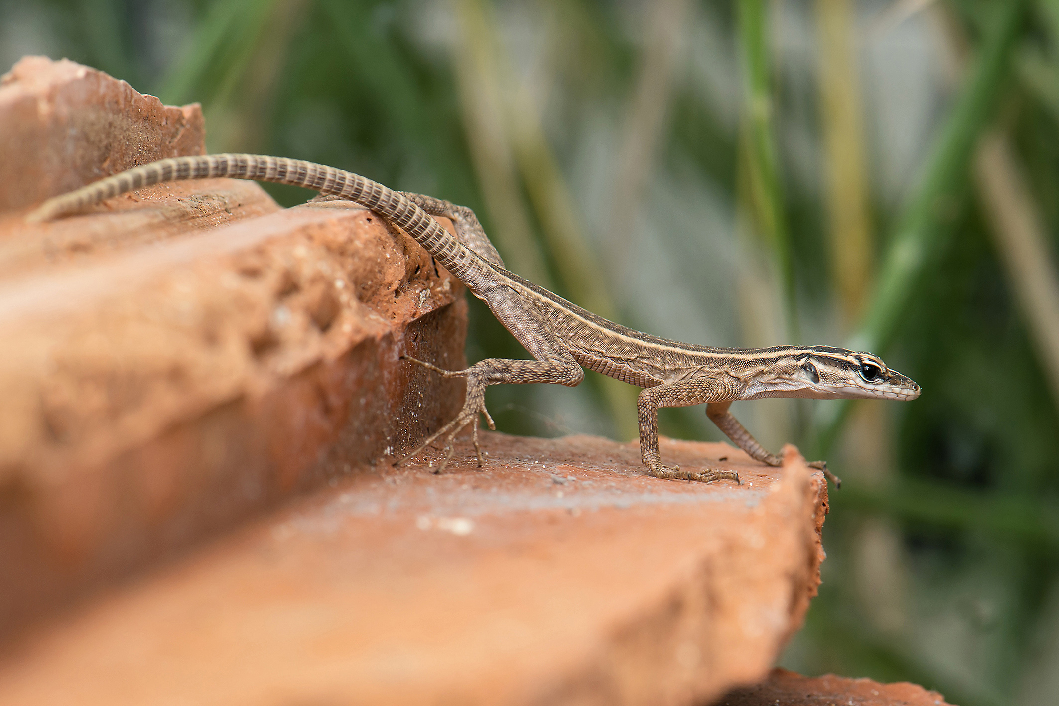 Mladunac c Daniel Zupanc